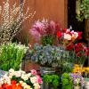 A magia das flores em Goiânia: melhores opções de floricultura próximo ao meu local