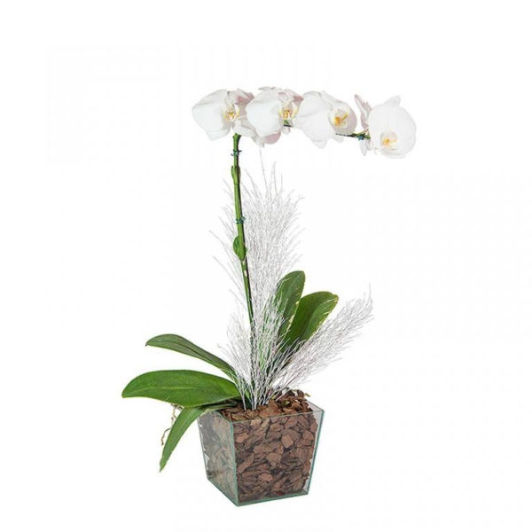 Floriza
