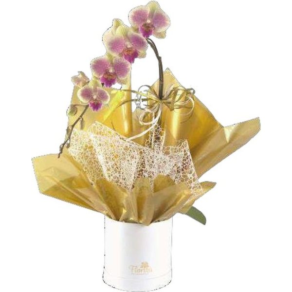 Orquídea na Caixa Box
