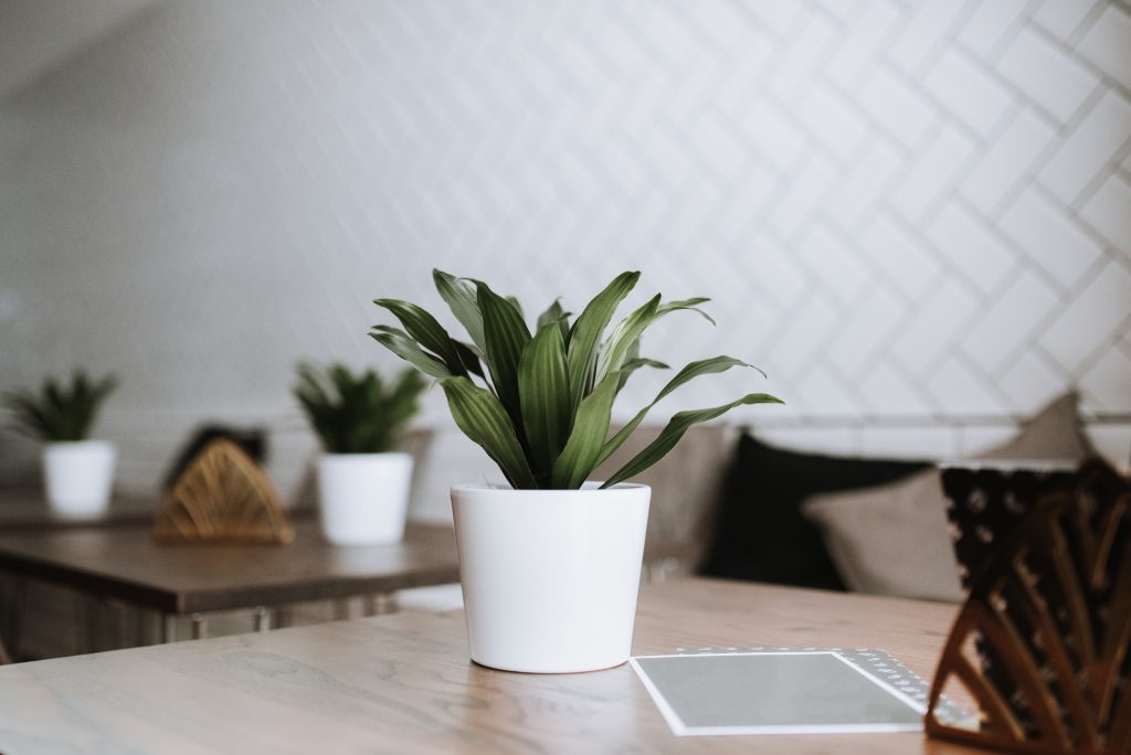 Plantas para escritório