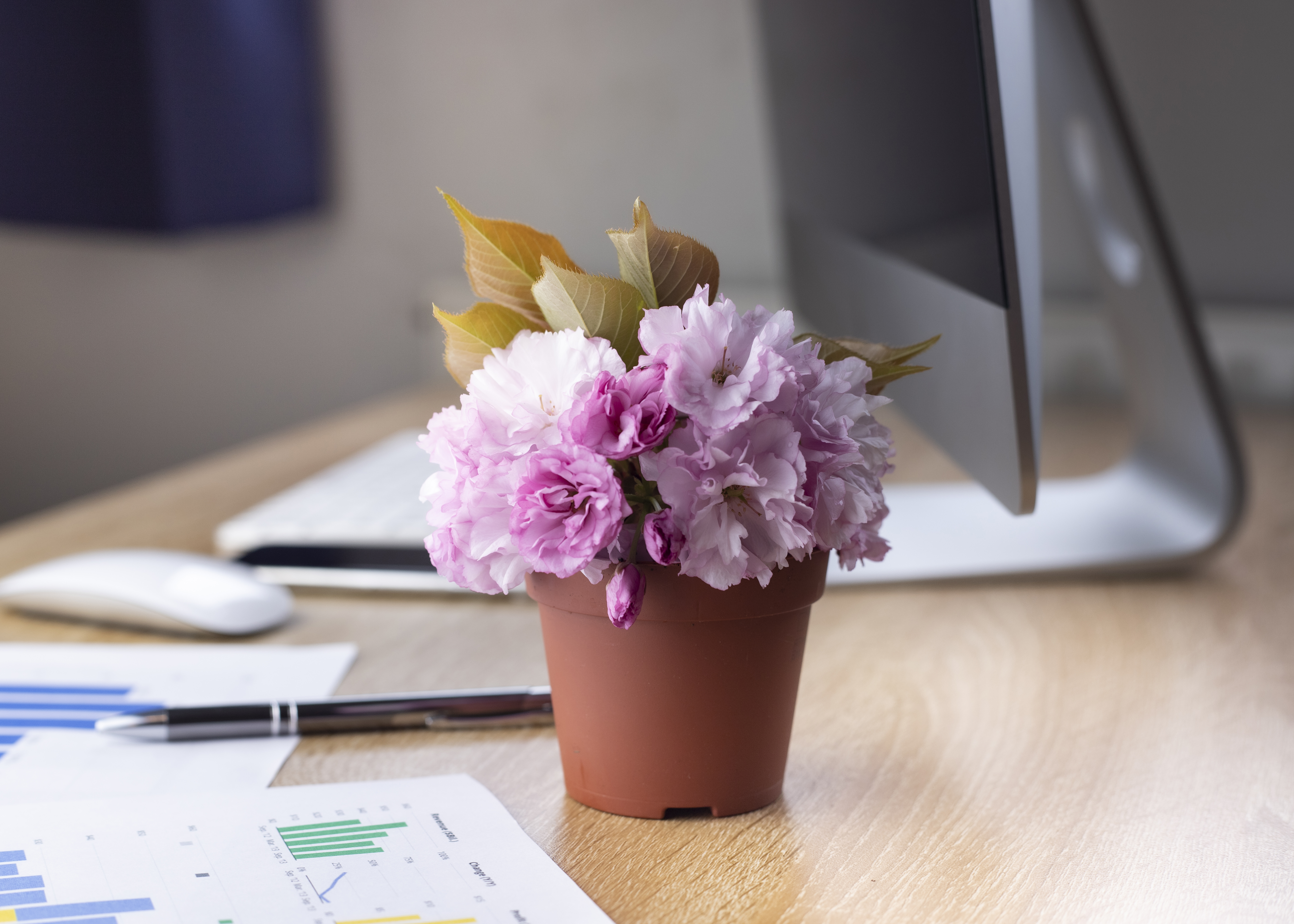 Plantas para escritório
