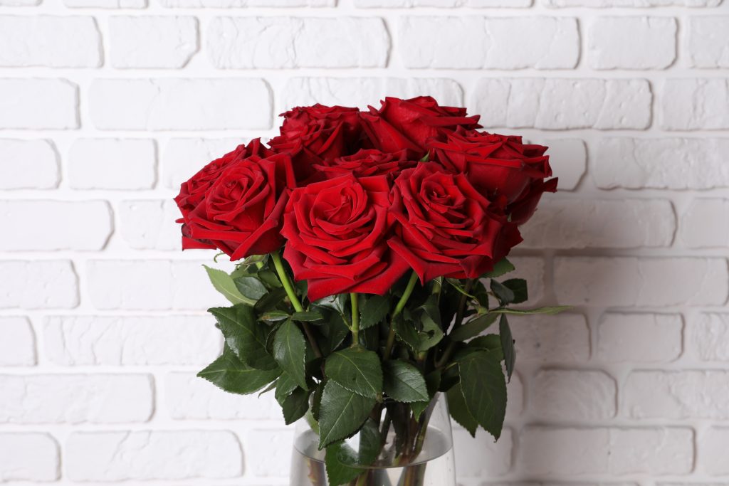 rosa vermelha colombiana