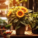 Buquê de Girassol Natural: 10 Ocasiões Perfeitas Para Presentear com Elegância